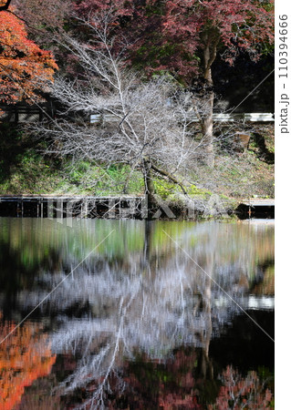 埼玉県入間郡毛呂山町宿谷 紅葉の名所である鎌北湖畔のもみじと白い枝の木と湖面の水鏡 埼玉県入間郡毛呂山町宿谷 紅葉の名所である鎌北湖畔のもみじと白い枝の木と湖面の水鏡 110394666
