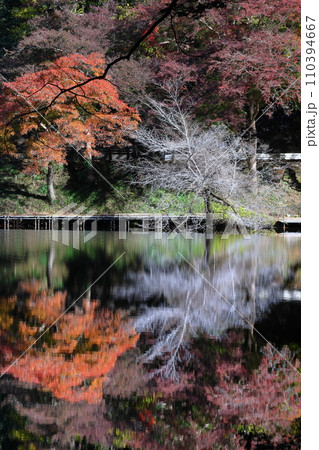 埼玉県入間郡毛呂山町宿谷　紅葉の名所である鎌北湖畔のもみじと白い枝の木と湖面の水鏡 110394667