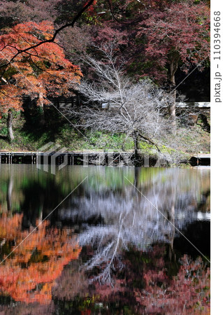 埼玉県入間郡毛呂山町宿谷　紅葉の名所である鎌北湖畔のもみじと白い枝の木と湖面の水鏡 110394668