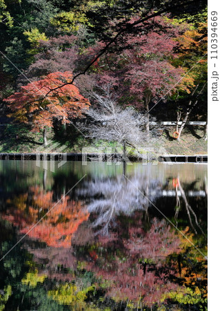 埼玉県入間郡毛呂山町宿谷 紅葉の名所である鎌北湖畔のもみじと白い枝の木と湖面の水鏡 埼玉県入間郡毛呂山町宿谷 紅葉の名所である鎌北湖畔のもみじと白い枝の木と湖面の水鏡 110394669
