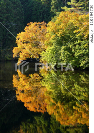 埼玉県入間郡毛呂山町宿谷　紅葉の名所である鎌北湖畔の紅葉と湖面の水鏡 110394736