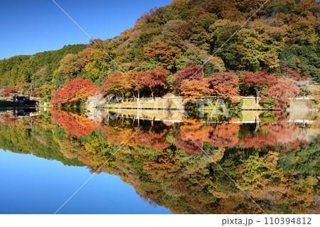 埼玉県入間郡毛呂山町宿谷　紅葉の名所である鎌北湖畔の紅葉と湖面の水鏡 110394812