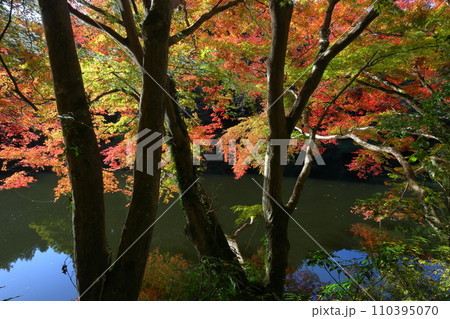 埼玉県入間郡毛呂山町宿谷 紅葉の名所である鎌北湖畔の逆光のもみじ 埼玉県入間郡毛呂山町宿谷 紅葉の名所である鎌北湖畔の逆光のもみじ 110395070