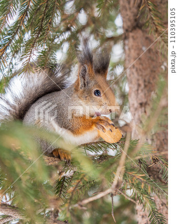 The squirrel with nut sits on tree in the winter or late autumn The squirrel with nut sits on tree in the winter or late autumn 110395105