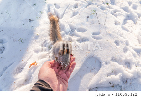 Squirrel eats nuts from a man's hand. Caring for animals in winter or autumn. Squirrel eats nuts from a man's hand. Caring for animals in winter or autumn. 110395122