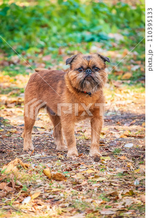 Brussels Griffon for a walk in the park Brussels Griffon for a walk in the park 110395133