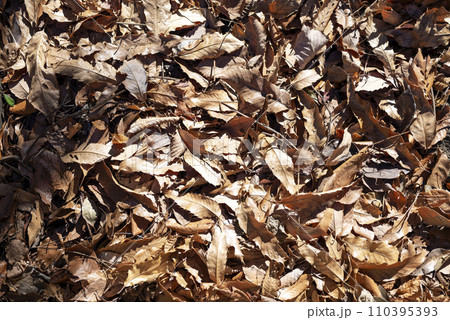 一面の落ち葉 イメージ 一面の落ち葉 イメージ 110395393