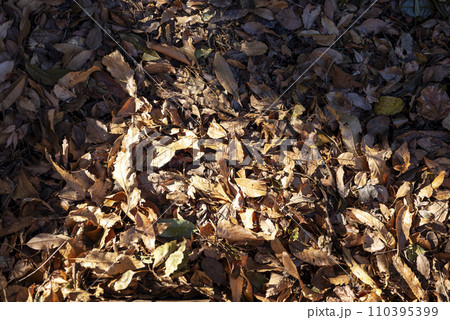 一面の落ち葉 イメージ 一面の落ち葉 イメージ 110395399