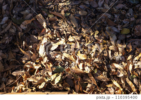 一面の落ち葉 イメージ 一面の落ち葉 イメージ 110395400
