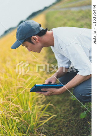 rice farming 110395444