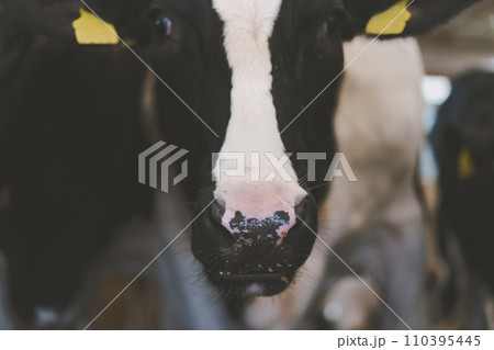 ranch 110395445