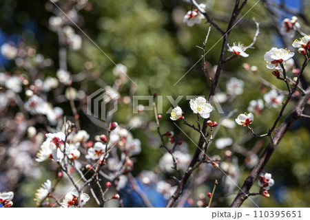 初雁 ハツカリ 白梅 梅林 蕾 【神奈川県 厚木市】 初雁 ハツカリ 白梅 梅林 蕾 【神奈川県 厚木市】 110395651