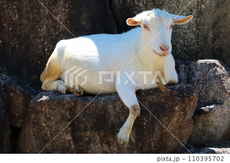 EOSR6II.山口周南、笑いヤギ。 110395702