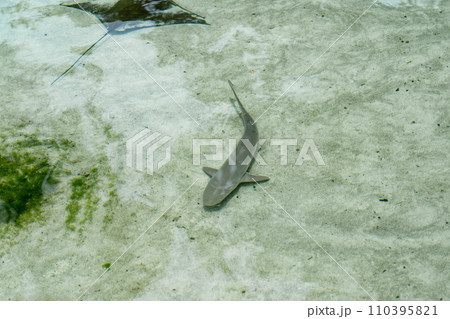 サメの赤ちゃん 110395821