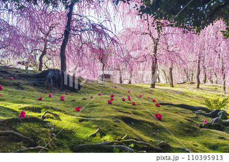 城南宮 しだれ梅と落ち椿(京都市伏見区) 城南宮 しだれ梅と落ち椿(京都市伏見区) 110395913