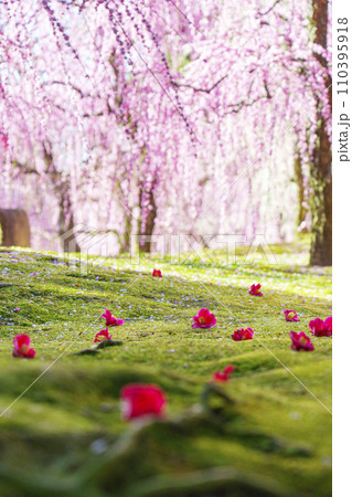 城南宮　しだれ梅と落ち椿（京都市伏見区） 110395918