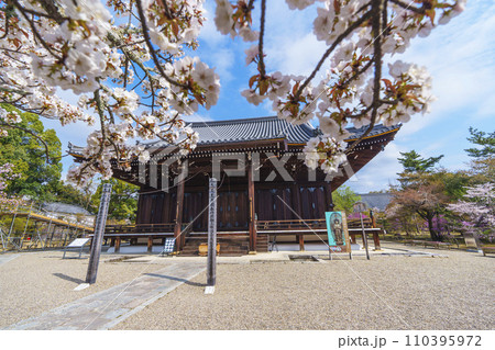 春の京都 仁和寺 御室桜と観音堂 春の京都 仁和寺 御室桜と観音堂 110395972
