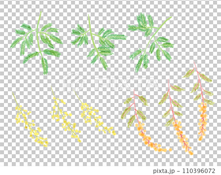 含羞草金合歡葉水彩插圖 110396072