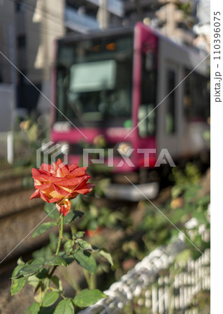 都電の線路脇に植えられたバラ・東池袋四丁目駅付近 110396075