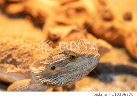 Female breaded dragon under heat lamp in cage Female breaded dragon under heat lamp in cage 110396276