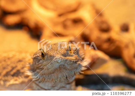 Female breaded dragon under heat lamp in cage  110396277