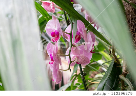Orchids full bloom on flower garden pink Orchids full bloom on flower garden pink 110396279