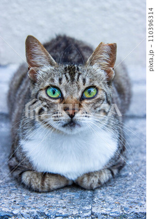 渡嘉敷島の猫 渡嘉敷島の猫 110396314