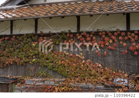 板壁につく紅葉した蔦の葉・丹波市柏原町 板壁につく紅葉した蔦の葉・丹波市柏原町 110396422