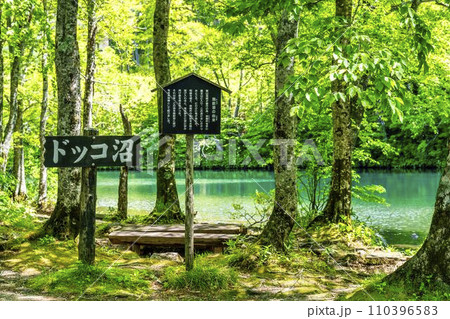 初夏のドッコ沼 新緑の風景 山形県山形市   初夏のドッコ沼 新緑の風景 山形県山形市   110396583