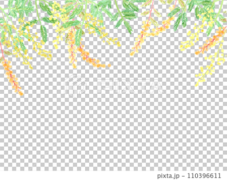 含羞草金合歡手繪水彩插圖 110396611