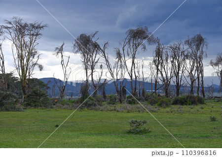 After the flood dead trees near Lake Naivasha against the background of thunderclouds. Kenya, Africa After the flood dead trees near Lake Naivasha against the background of thunderclouds. Kenya, Africa 110396816