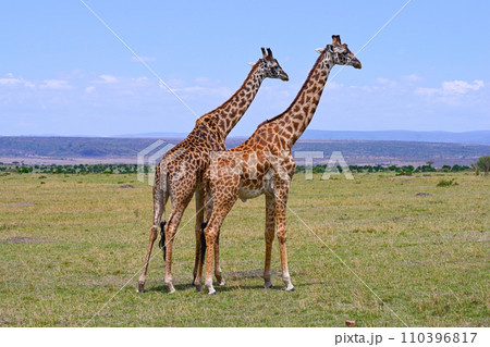 Two male giraffes competing for dominance over a herd. Maasai Mara National Nature reserve in Kenya, Africa 110396817