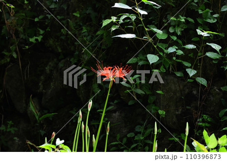 EOSR6II.広島湯来、闇彼岸花。 EOSR6II.広島湯来、闇彼岸花。 110396873