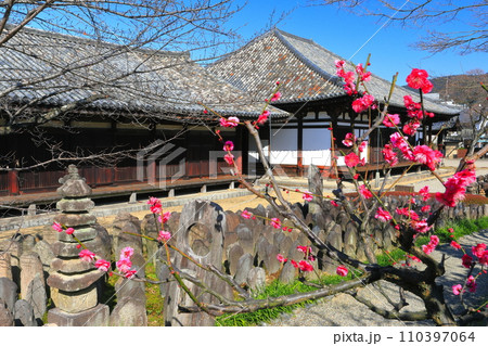 【奈良県】梅が咲く元興寺の極楽坊本堂と禅室 【奈良県】梅が咲く元興寺の極楽坊本堂と禅室 110397064