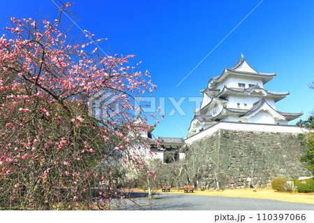 【三重県】満開の梅と伊賀上野城 110397066
