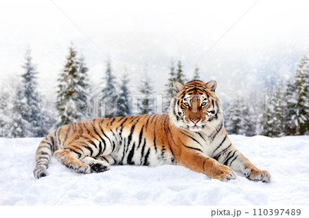 Tiger in the winter forest.  Wild predators in natural environment 110397489