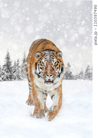 Tiger in the winter forest.  Wild predators in natural environment 110397490