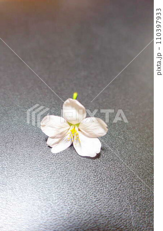 満開の桜　桜　さくら　桜　桜の花　花びら　ソメイヨシノ 110397933