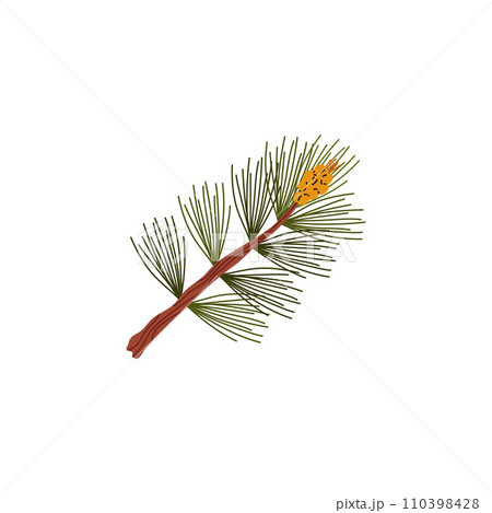 Branch of conifer tree with green needles and cone, vector forest taiga evergreen pine tree, fir, cedar or spruce twig Branch of conifer tree with green needles and cone, vector forest taiga evergreen pine tree, fir, cedar or spruce twig 110398428