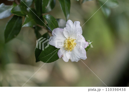 葉に鋸歯があり平面状に咲いている山茶花の花 葉に鋸歯があり平面状に咲いている山茶花の花 110398438