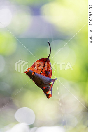 蜘蛛の糸に掴まり空中に停止している落葉 蜘蛛の糸に掴まり空中に停止している落葉 110398439