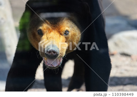 EOSR6II.山口周南、アラブれるマレーグマ。 110398449