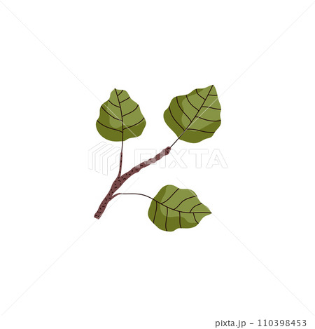 Taiga and northern European aspen tree branch, flat vector illustration isolated. Taiga and northern European aspen tree branch, flat vector illustration isolated. 110398453