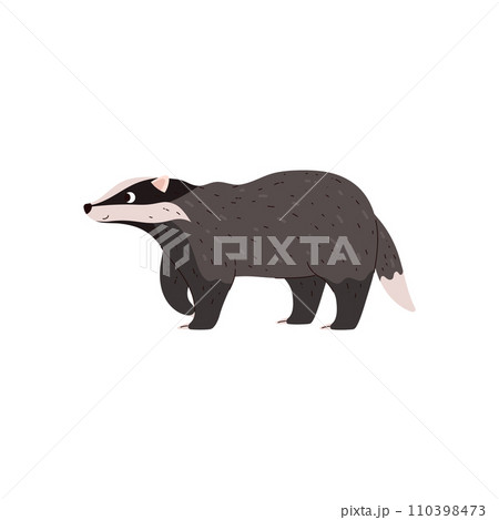 Badger vector illustration, taiga and tundra forest wild animal having gray and black wool, cartoon brock species mammal 110398473