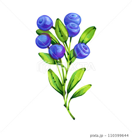 Blueberry branch, hand drawn marker illustration in watercolor technique. For postcards, greeting cards, stickers, magnets, scrapbooking, any botanical craft and design ideas Blueberry branch, hand drawn marker illustration in watercolor technique. For postcards, greeting cards, stickers, magnets, scrapbooking, any botanical craft and design ideas 110399644