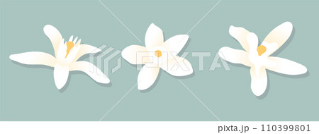 White citrus mandarin flowers. Design elements on isolated background. Vector illustration White citrus mandarin flowers. Design elements on isolated background. Vector illustration 110399801