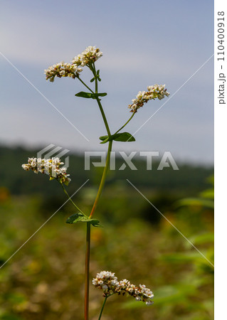 buckwheat flower on the field 110400918