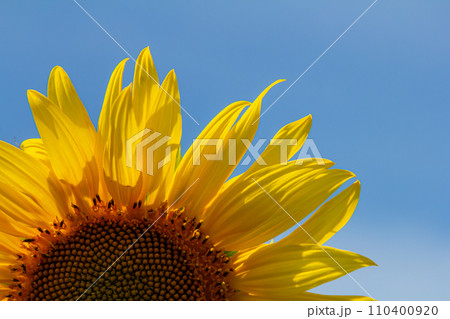 Sunflower with blue sky background 110400920