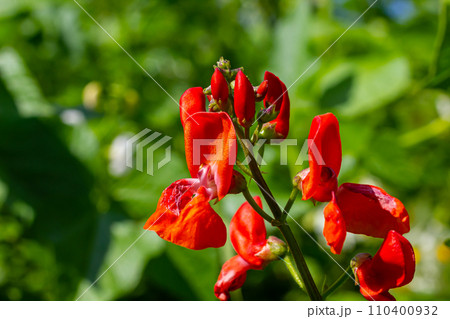 Beautiful flowers of Runner Bean Plant Phaseolus coccineus growing in the garden Beautiful flowers of Runner Bean Plant Phaseolus coccineus growing in the garden 110400932