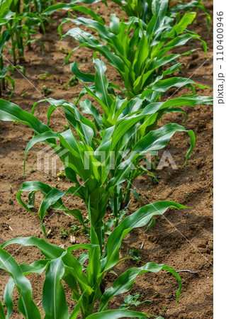 Young corn plants growing on the field on a sunny day. Selective focus 110400946